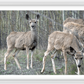 Mule Deer Aspens Framed Print