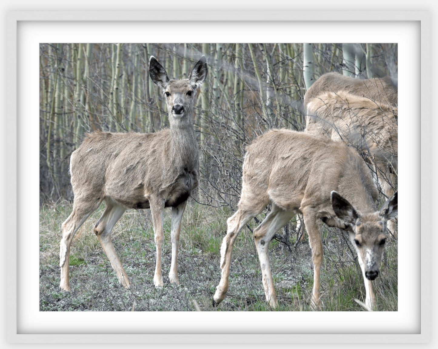 Mule Deer Aspens Framed Print