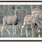 Mule Deer Aspens Framed Print