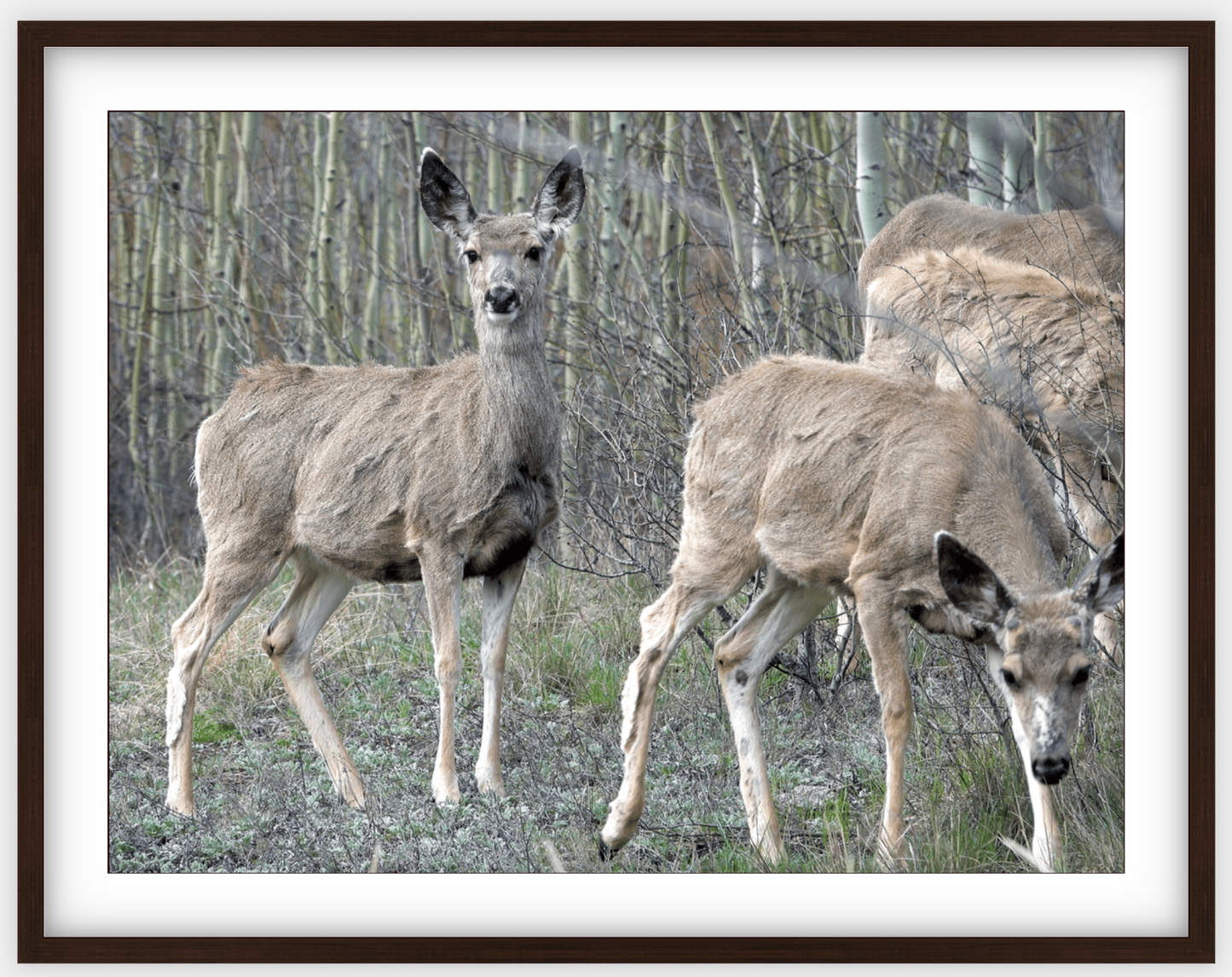 Mule Deer Aspens Framed Print