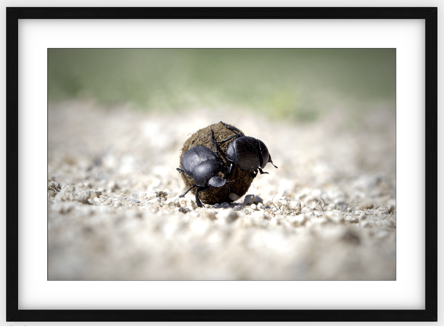 The Dung Beetles Framed Print