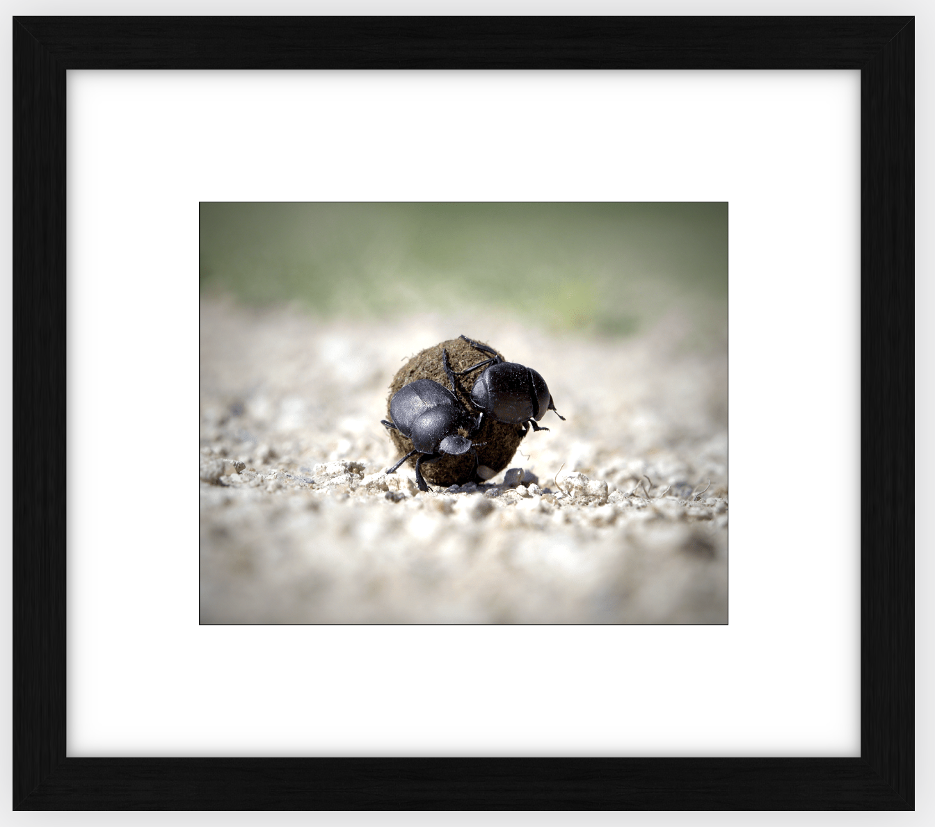 The Dung Beetles Framed Print