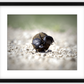 The Dung Beetles Framed Print