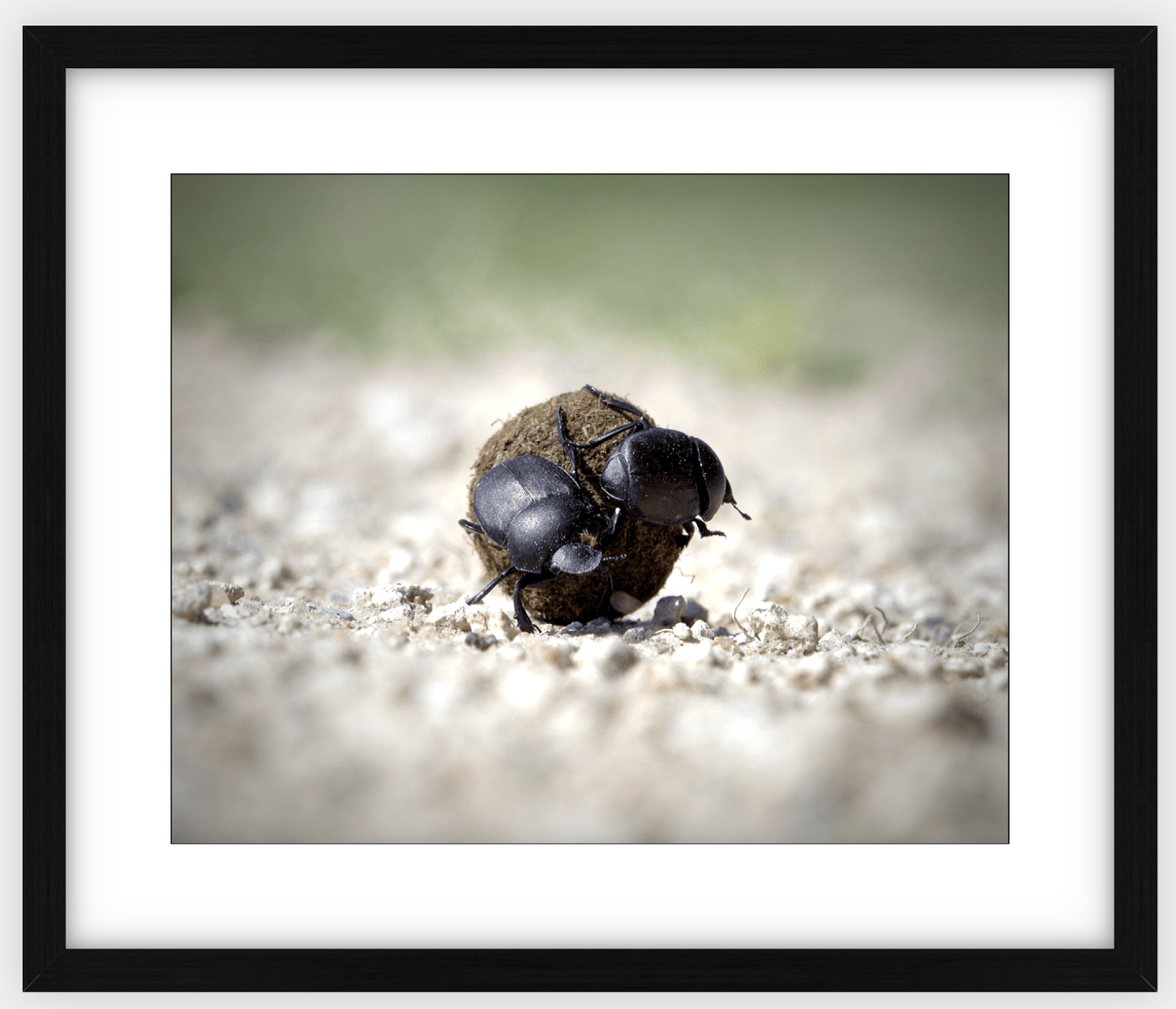 The Dung Beetles Framed Print