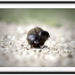 The Dung Beetles Framed Print