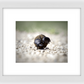 The Dung Beetles Framed Print