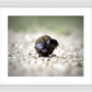 The Dung Beetles Framed Print