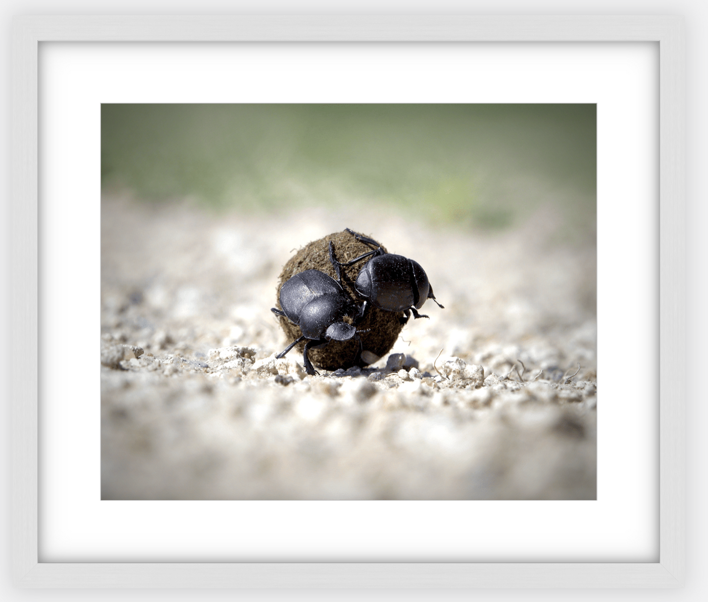 The Dung Beetles Framed Print