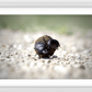 The Dung Beetles Framed Print