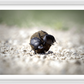 The Dung Beetles Framed Print