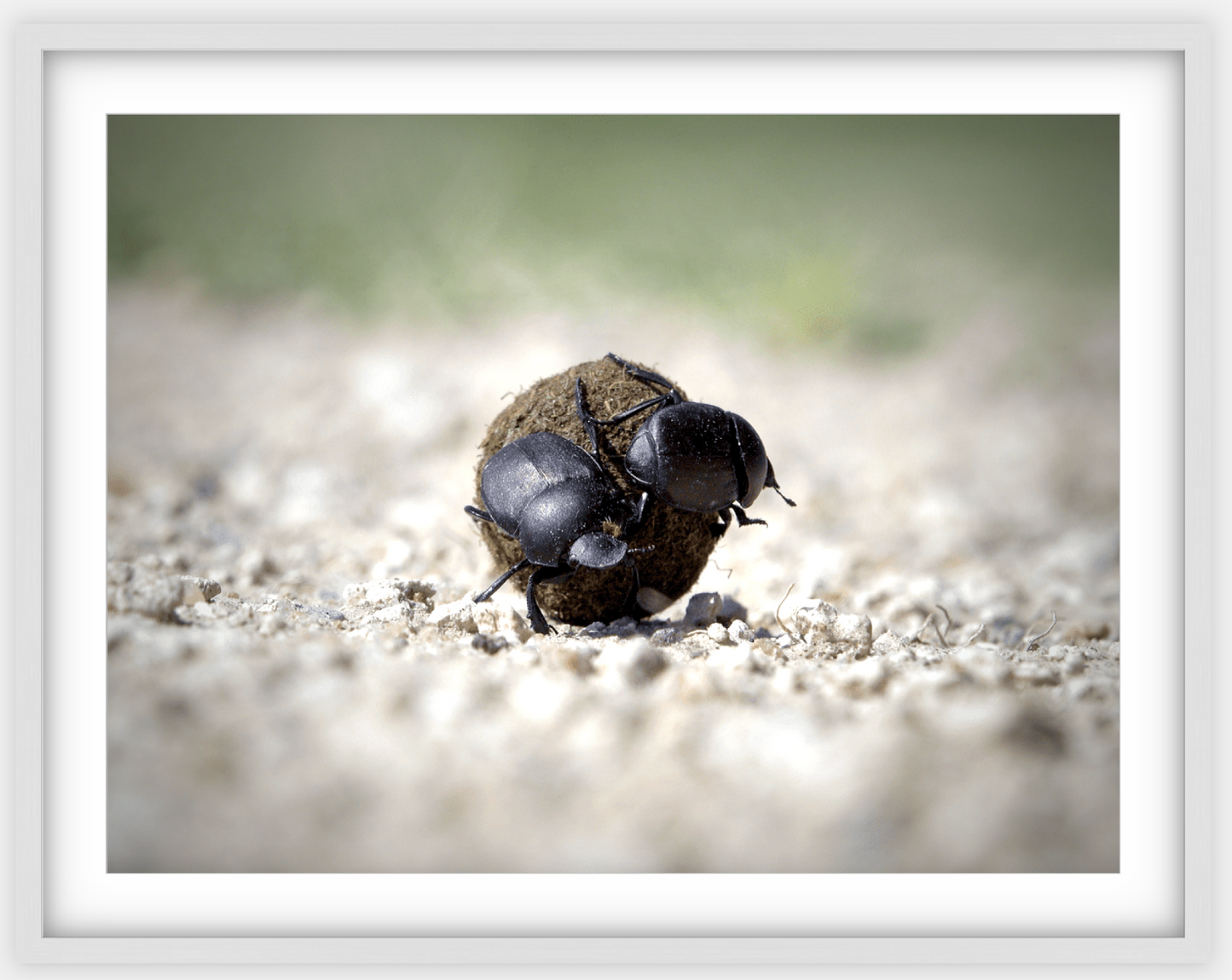 The Dung Beetles Framed Print