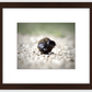 The Dung Beetles Framed Print