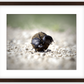 The Dung Beetles Framed Print