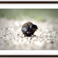 The Dung Beetles Framed Print