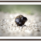 The Dung Beetles Framed Print