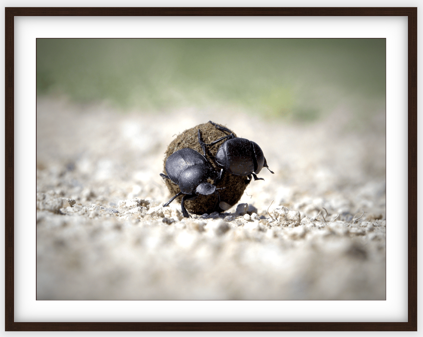 The Dung Beetles Framed Print