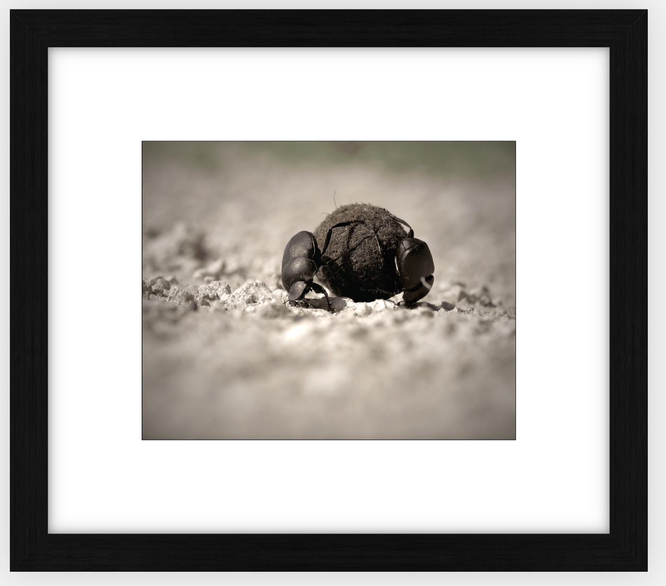 Dung Beetles On A Roll Framed Print