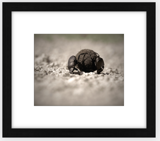 Dung Beetles On A Roll Framed Print