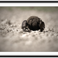 Dung Beetles On A Roll Framed Print