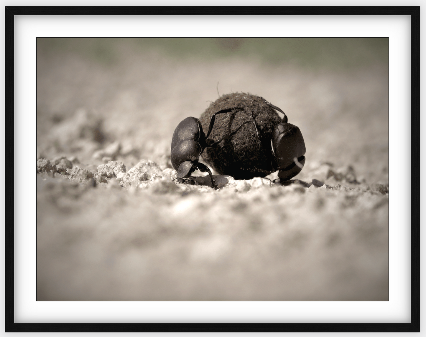 Dung Beetles On A Roll Framed Print