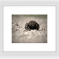 Dung Beetles On A Roll Framed Print