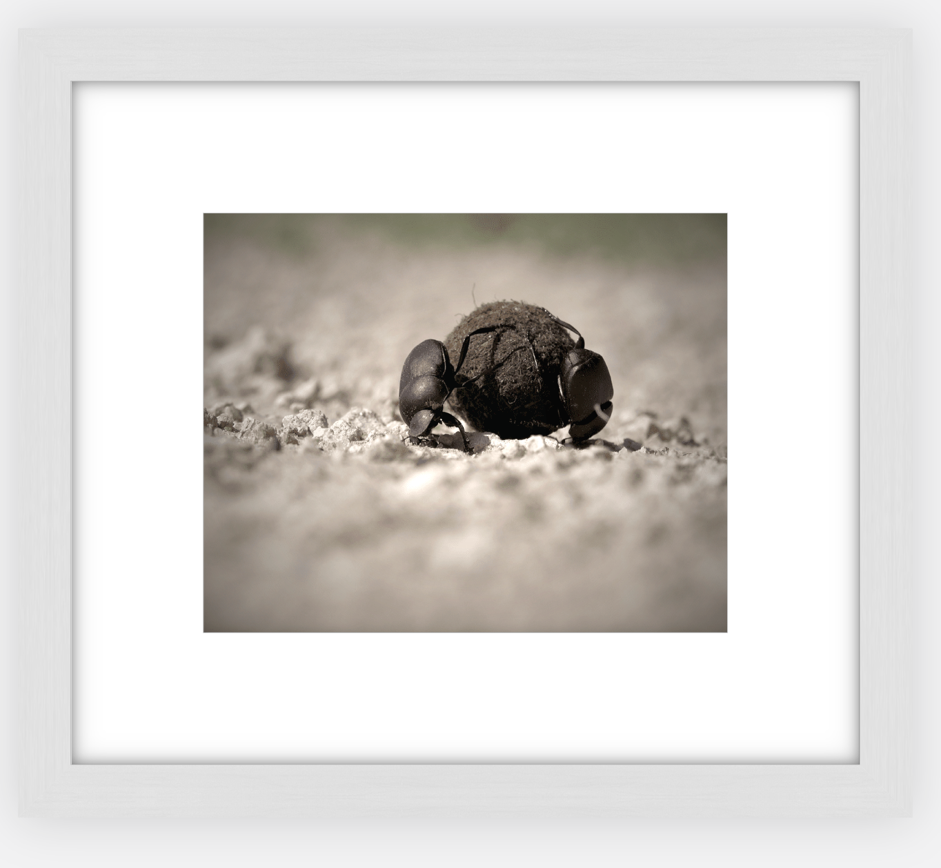 Dung Beetles On A Roll Framed Print