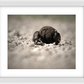 Dung Beetles On A Roll Framed Print