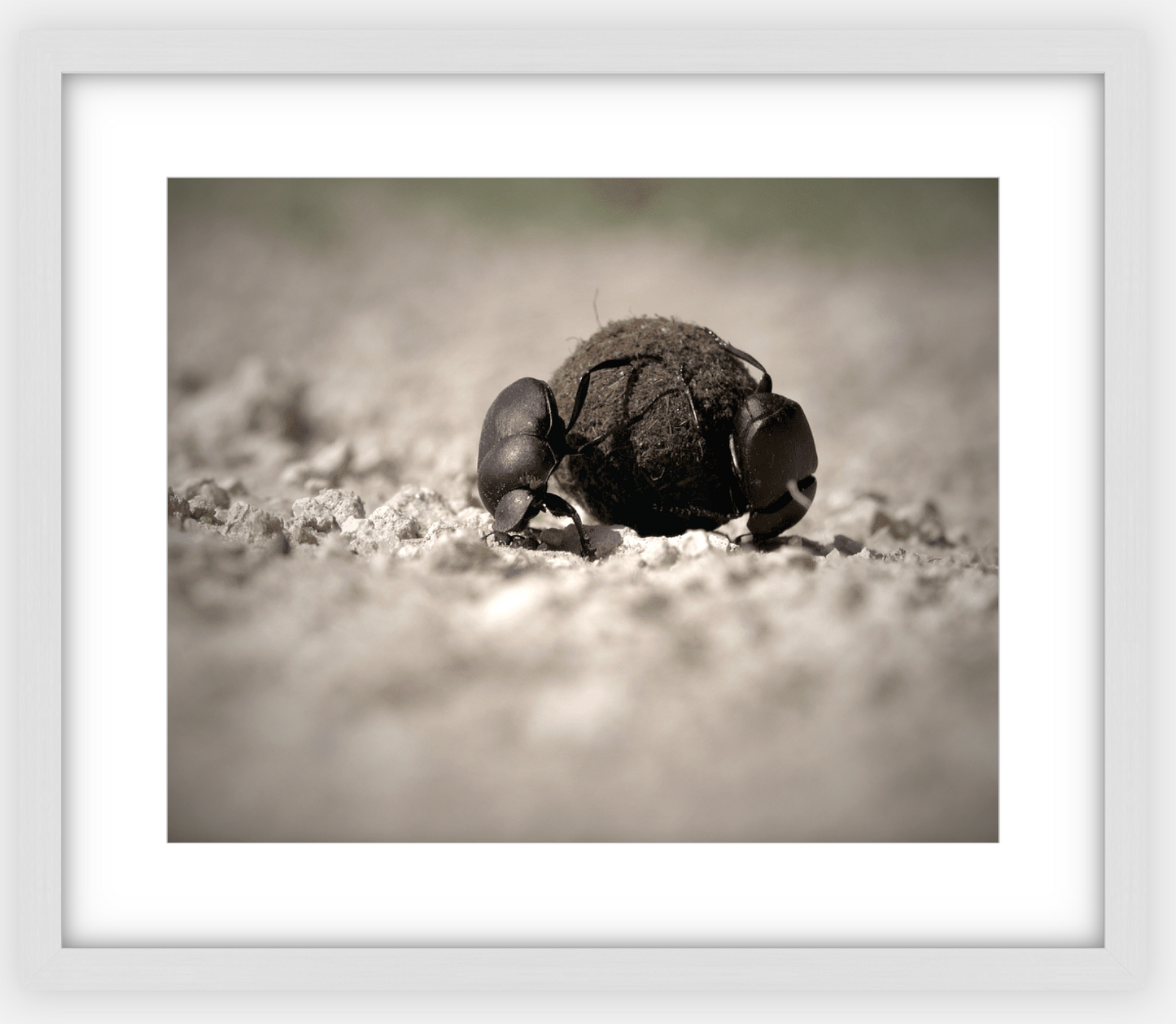 Dung Beetles On A Roll Framed Print