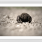 Dung Beetles On A Roll Framed Print