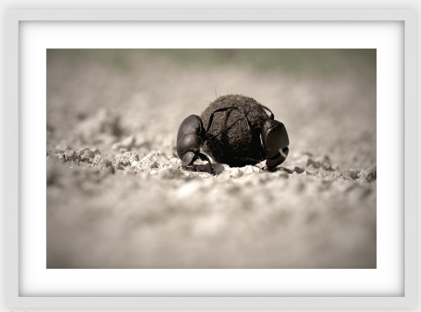 Dung Beetles On A Roll Framed Print