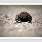 Dung Beetles On A Roll Framed Print