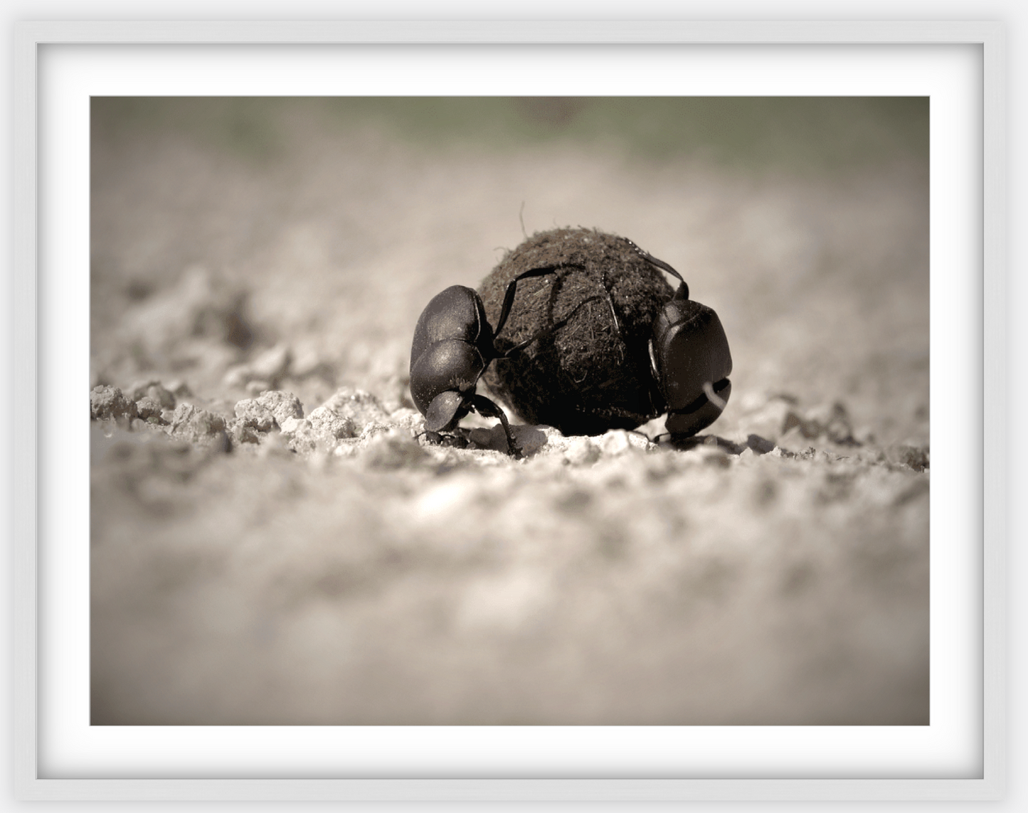 Dung Beetles On A Roll Framed Print