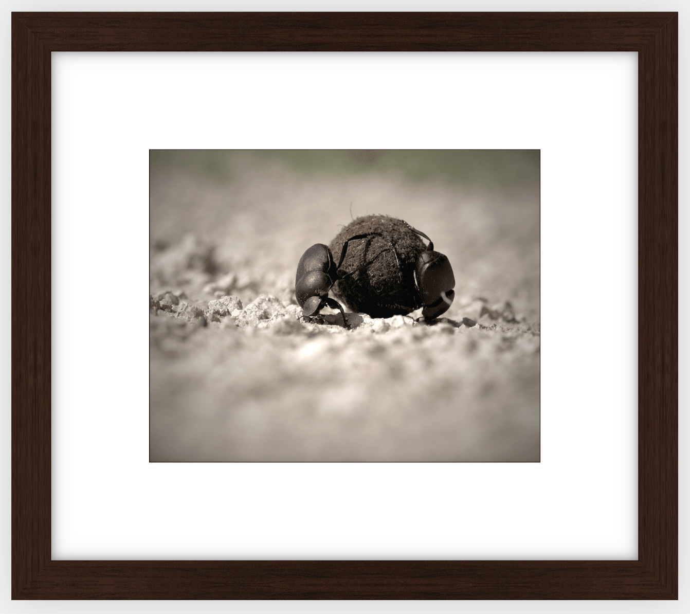 Dung Beetles On A Roll Framed Print