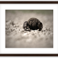 Dung Beetles On A Roll Framed Print