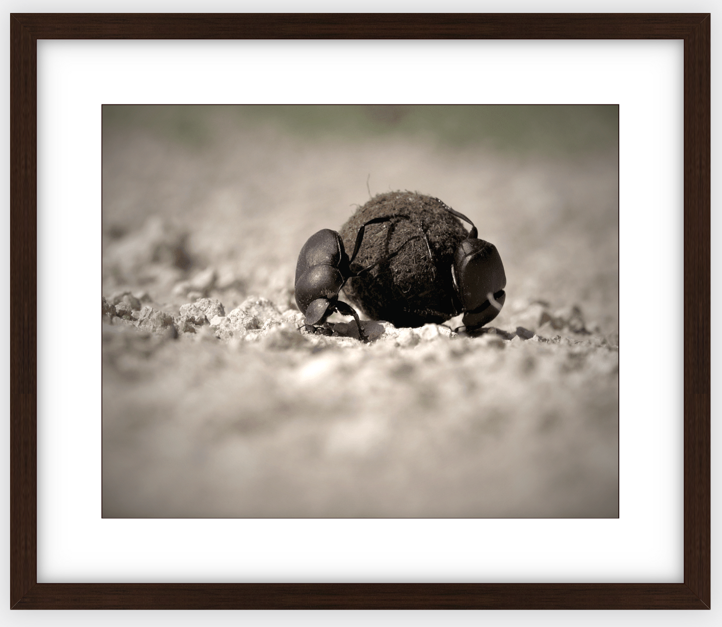 Dung Beetles On A Roll Framed Print