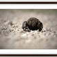 Dung Beetles On A Roll Framed Print