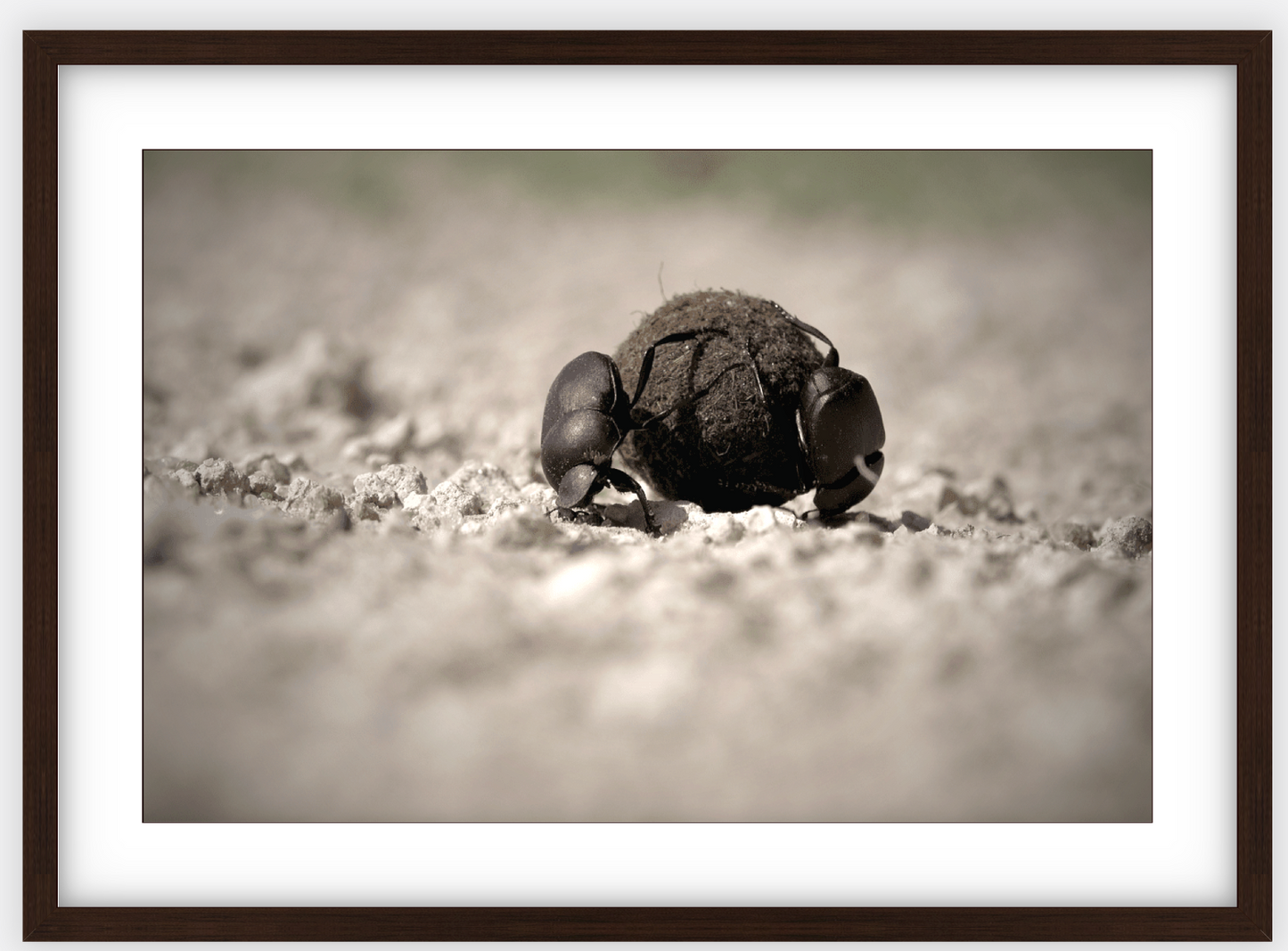 Dung Beetles On A Roll Framed Print