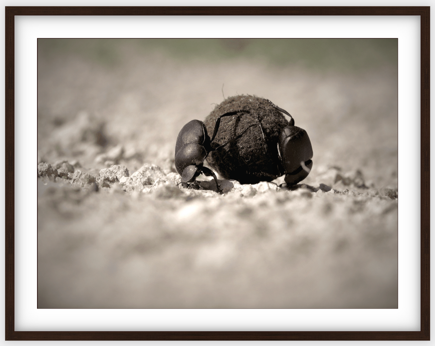 Dung Beetles On A Roll Framed Print