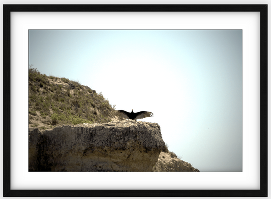 Big Basin Vulture Framed Print