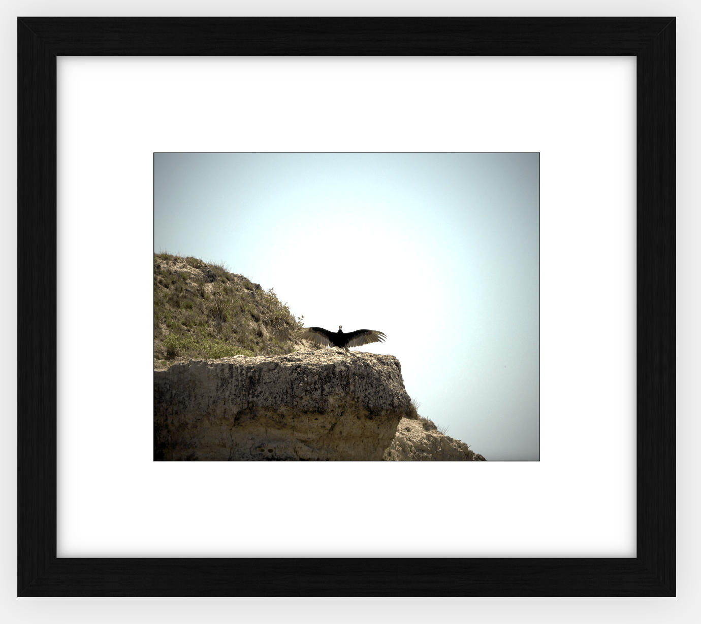 Big Basin Vulture Framed Print