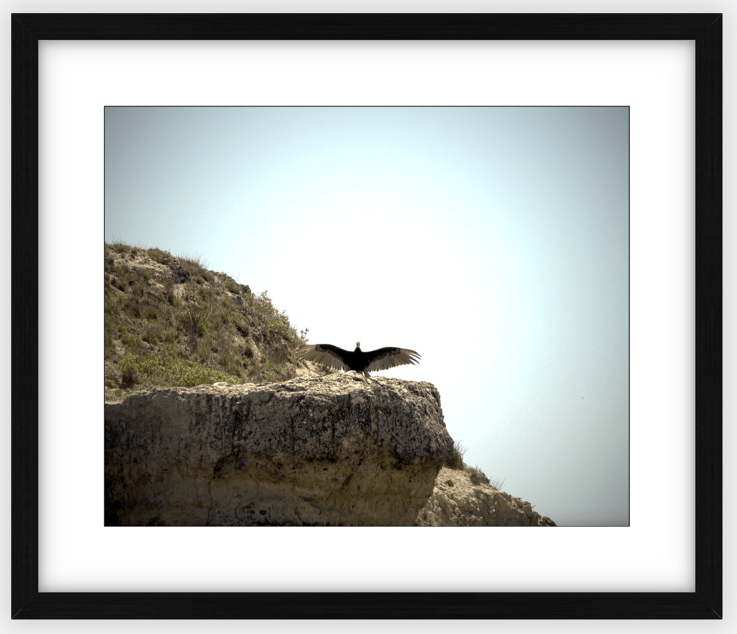 Big Basin Vulture Framed Print