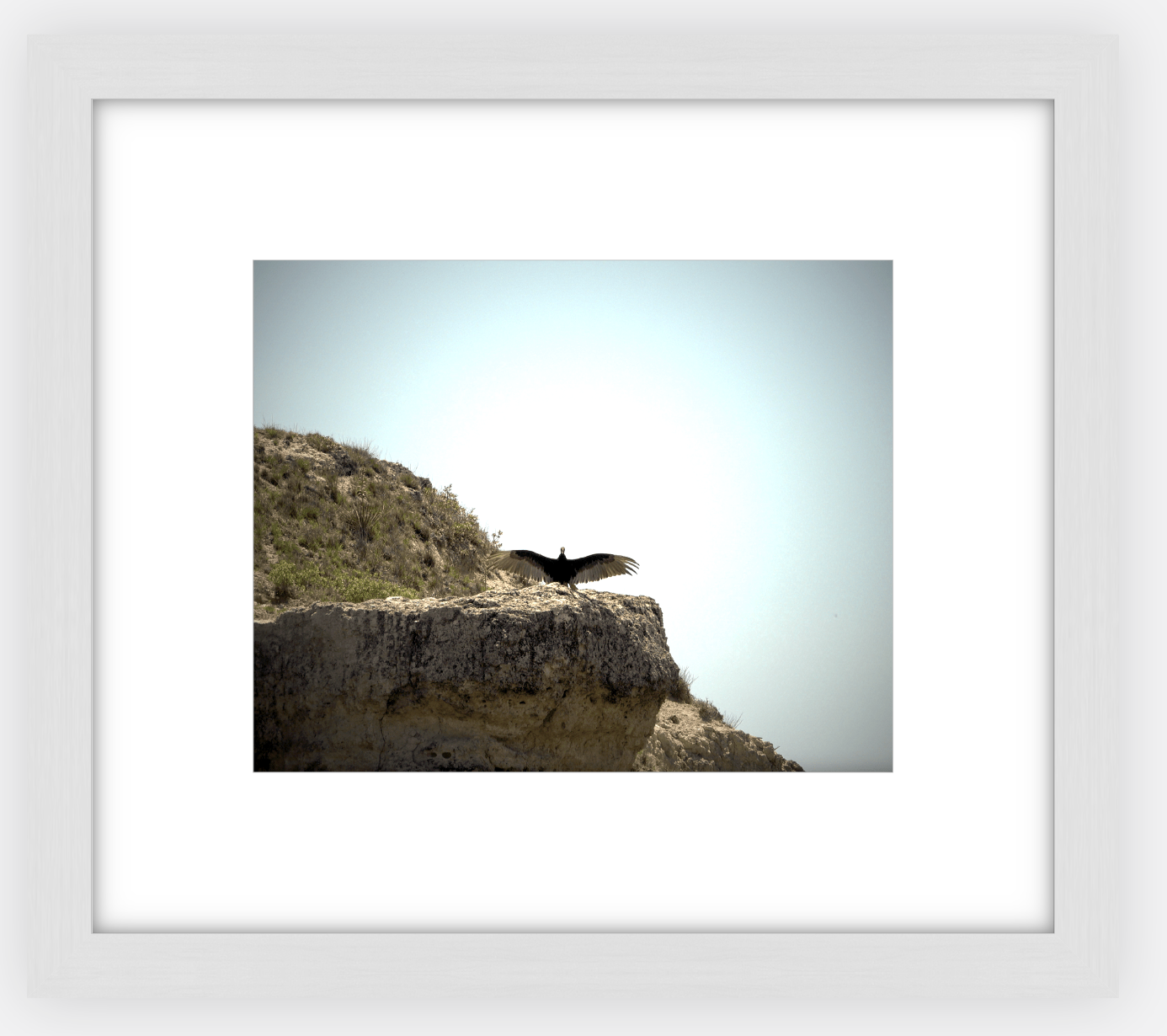 Big Basin Vulture Framed Print