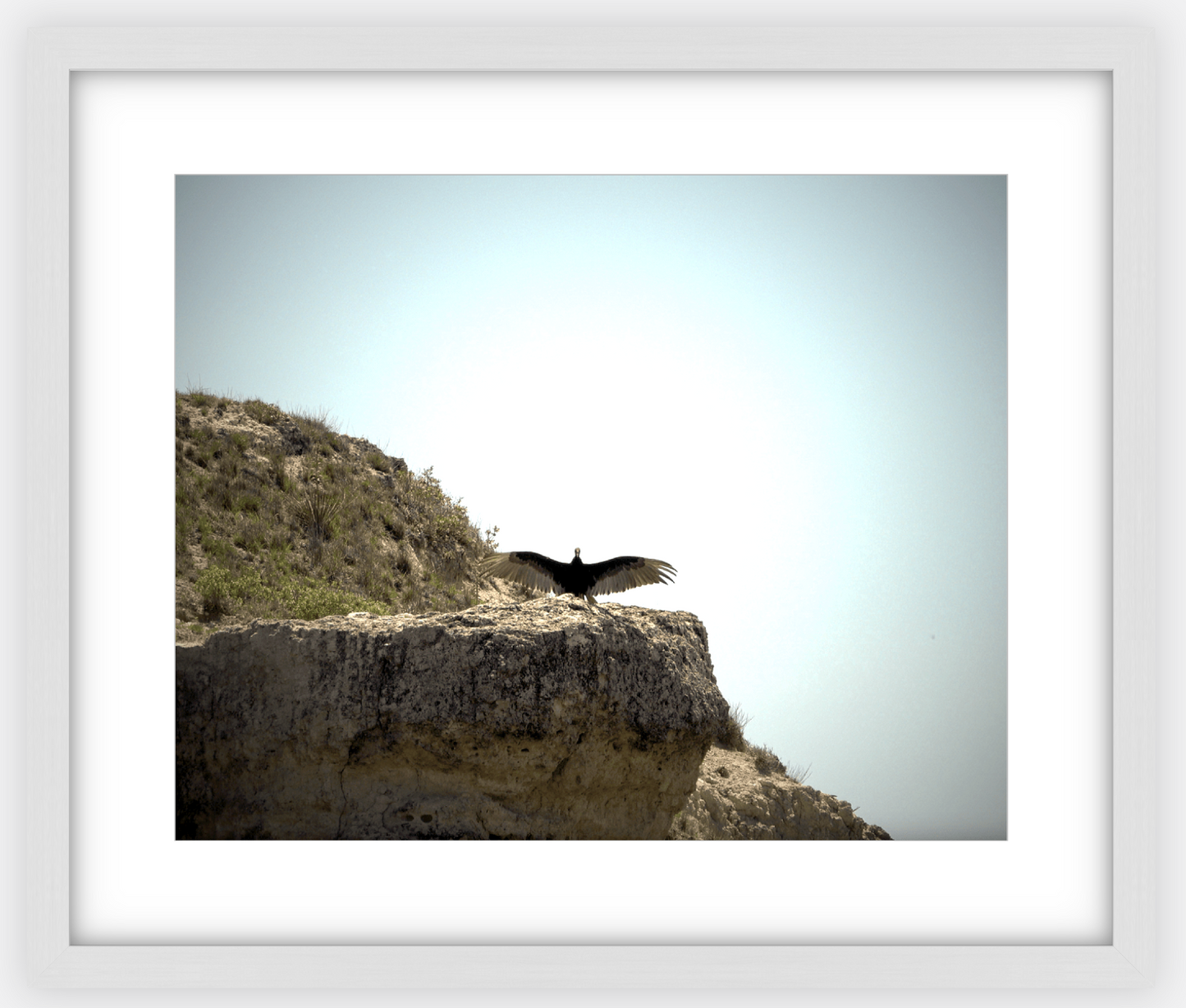 Big Basin Vulture Framed Print