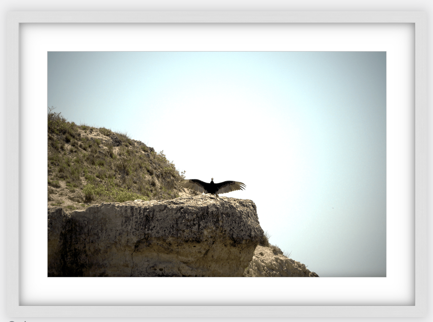 Big Basin Vulture Framed Print