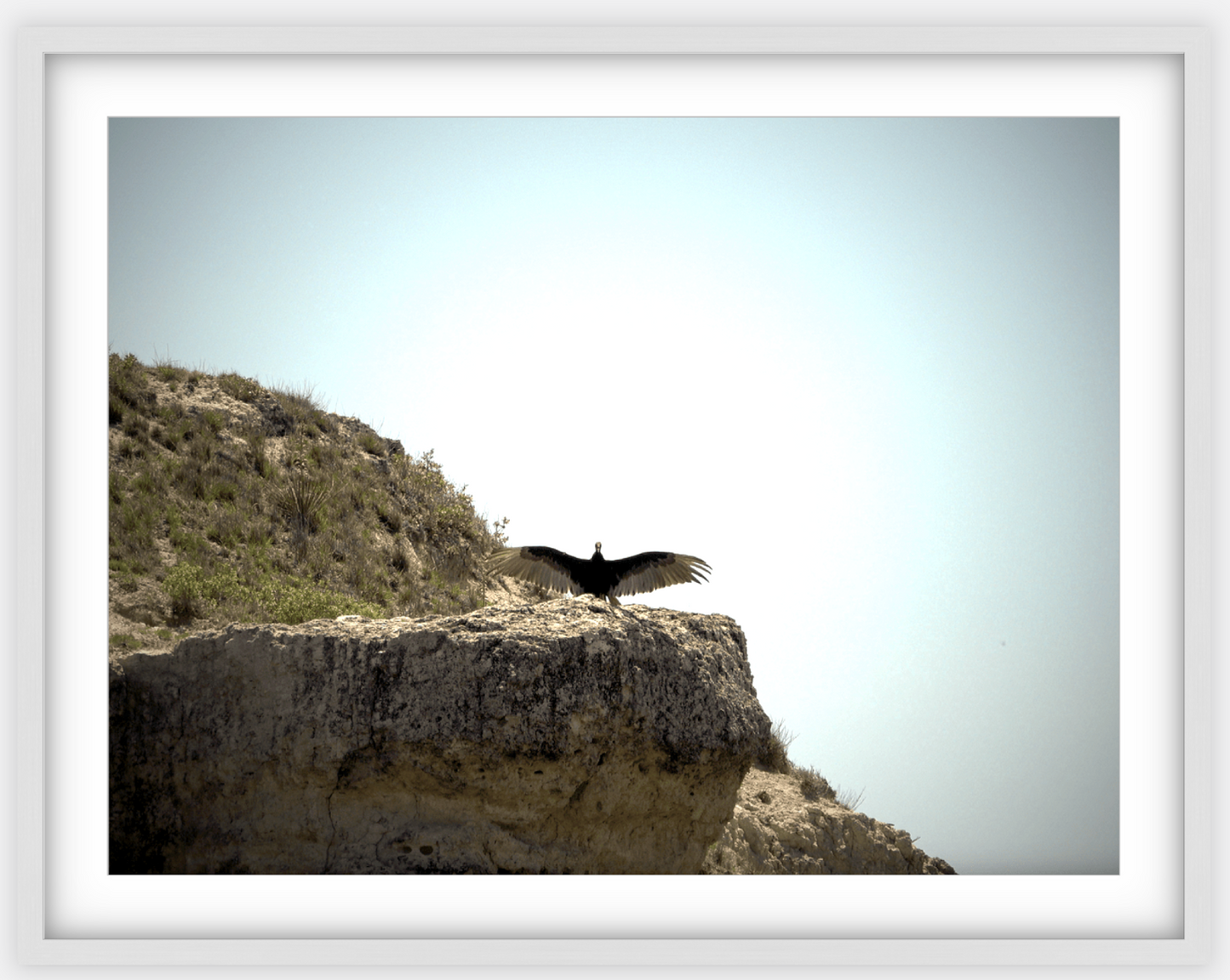 Big Basin Vulture Framed Print