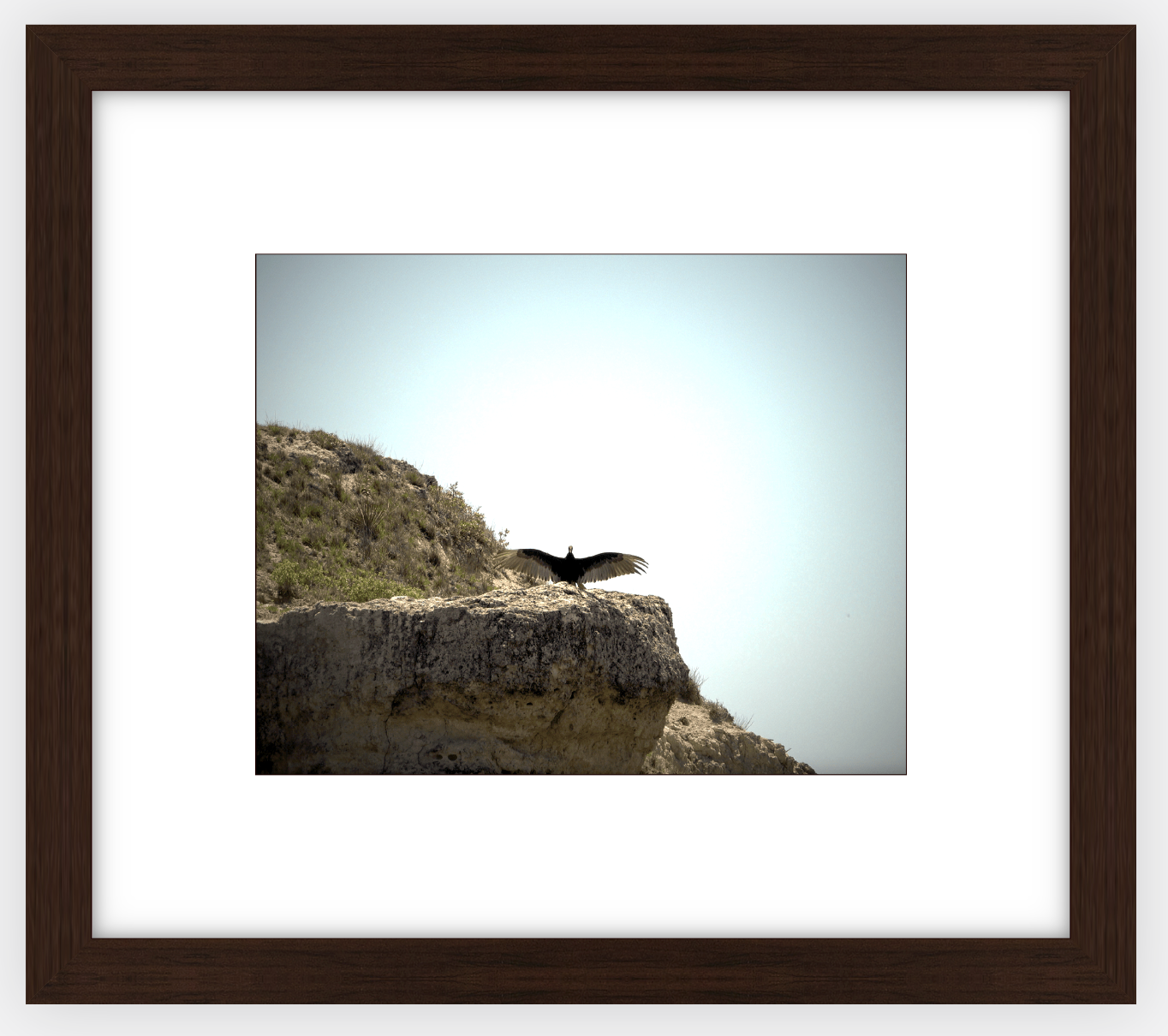 Big Basin Vulture Framed Print