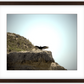 Big Basin Vulture Framed Print