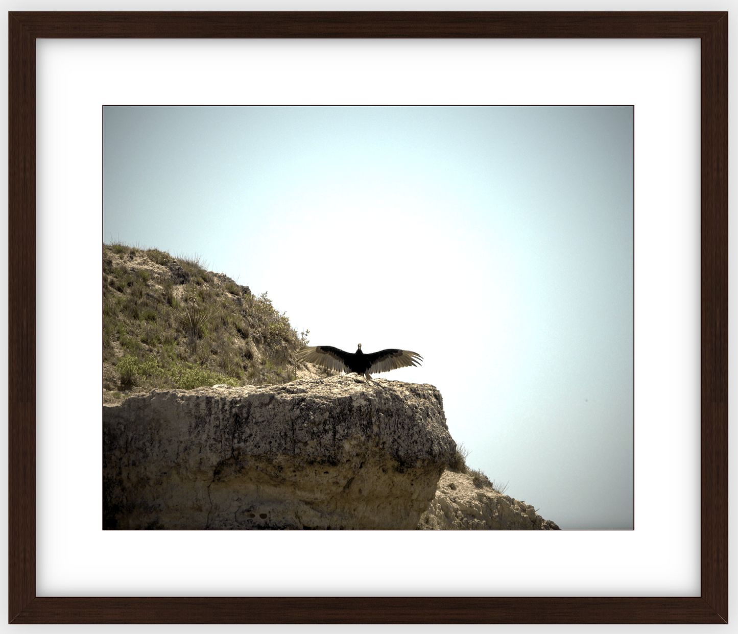 Big Basin Vulture Framed Print