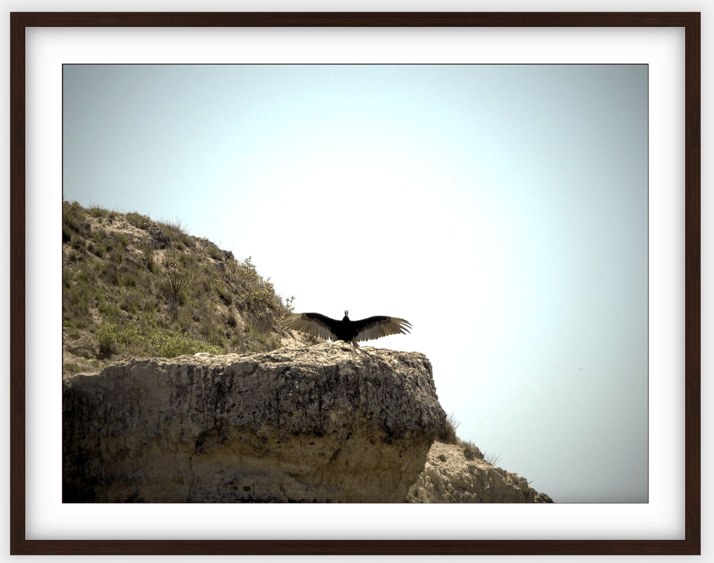 Big Basin Vulture Framed Print