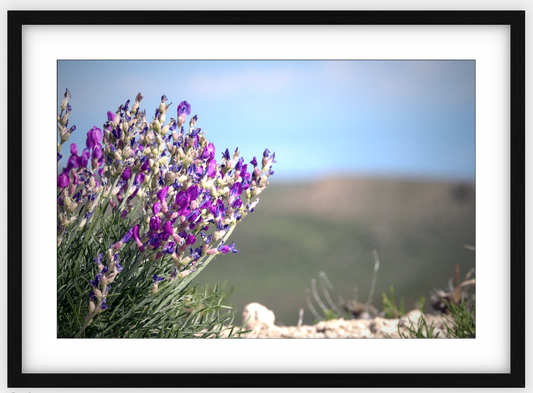 Big Basin Glory Framed Print